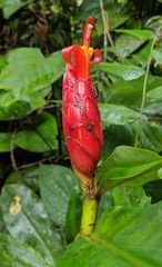 Costus pulverulentus