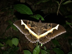 Cyligramma disturbans