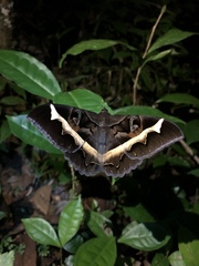 Cyligramma disturbans