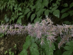 Astilbe
