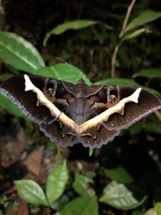 Cyligramma disturbans