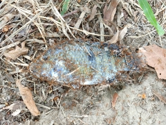 Herichthys carpintis