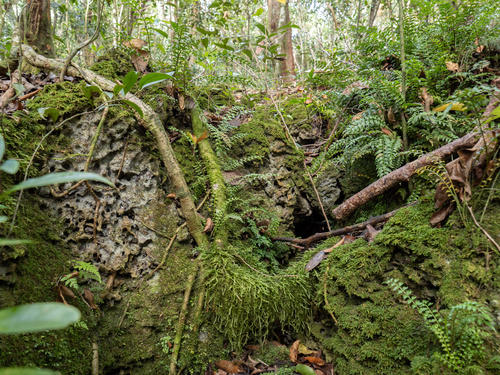 Hollyleaf fringedfern (Lomariopsis kunzeana)