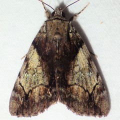 Catocala crataegi