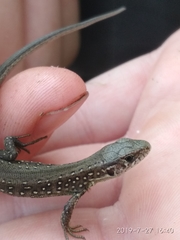 Lacerta agilis