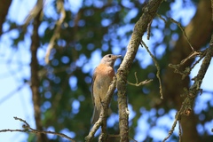 Sialia mexicana
