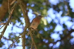 Sialia mexicana