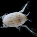 Pacific Mole Crab - Photo (c) 2012 Moorea Biocode, some rights reserved (CC BY-NC-SA)