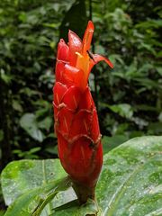 Costus pulverulentus