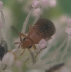 Anaspis flava