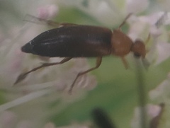 Anaspis flava
