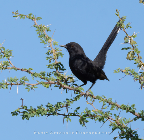 Black Scrub Robin (Cercotrichas podobe), photo 1