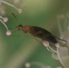 Anaspis flava