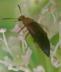 Anaspis flava