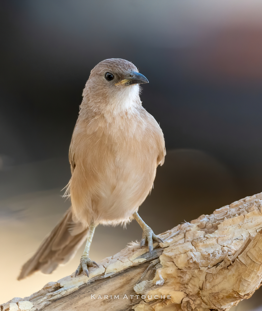 Fulvous Chatterer (Argya fulva) photo