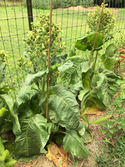 Nicotiana rustica