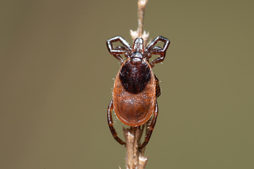 Ixodes gibbosus