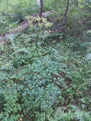 Ligusticum porteri