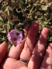 Malacothamnus foliosus