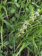 Habenaria macroceratitis