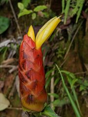 Costus plicatus