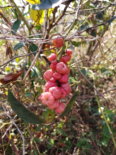 Large-leaved Abacus Plant (Glochidion lanceolarium)