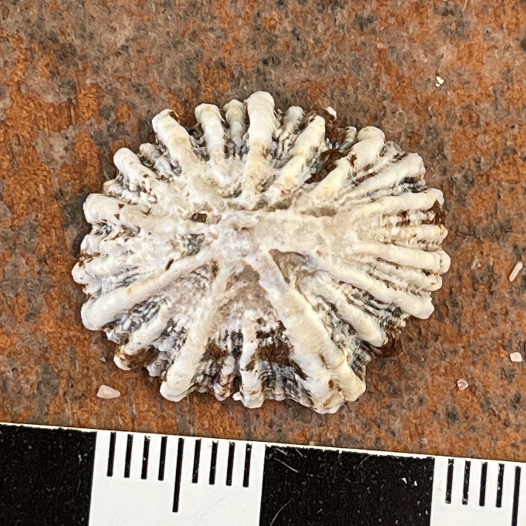 Siphonaria restis