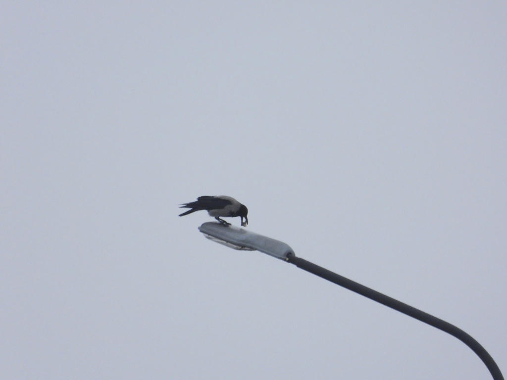 January Crow Hooded Crow from Великий Новгород, Новгородская обл., Россия on January ...