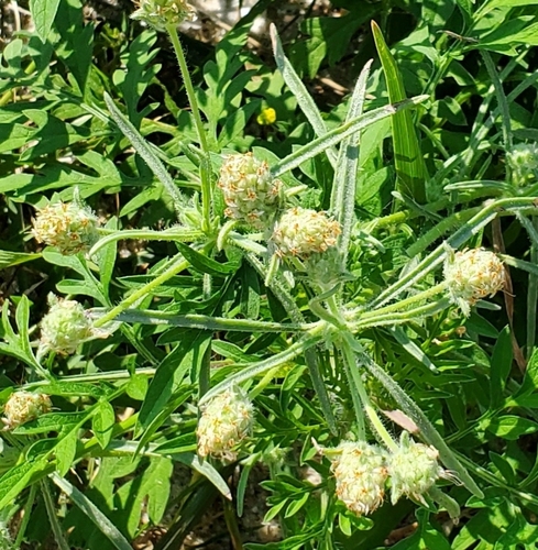 Plantago arenaria iNat (1)