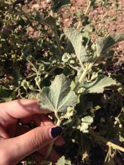 Malacothamnus foliosus