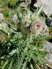 Cirsium scopulorum