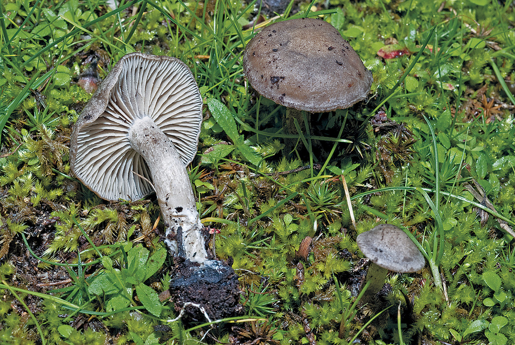 Rhodocybe brunnea