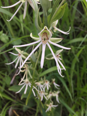 Habenaria macroceratitis