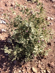 Malacothamnus foliosus