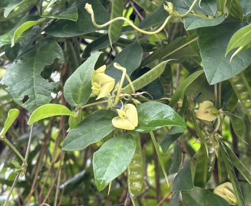 Macrotyloma