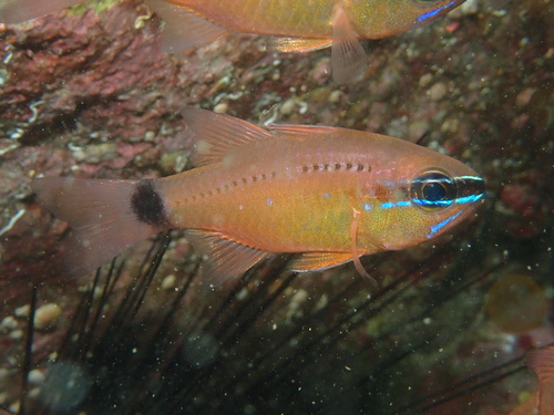 Fleurieu-kardinaalbaars (Ostorhinchus fleurieu) — Apogonidae — 3
