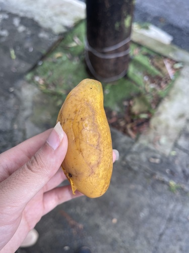 Foto de Oiti