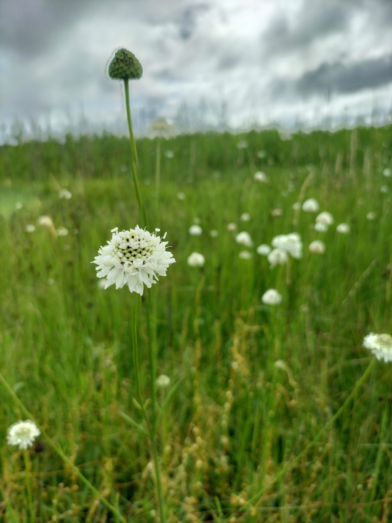 Cephalaria zeyheriana (Cephalaria zeyheriana)