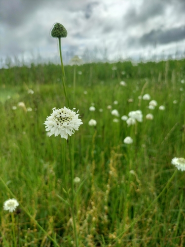 Cephalaria zeyheriana (Cephalaria zeyheriana)