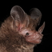 Little Big-eared Bat - Photo (c) Luis F. Aguirre, some rights reserved (CC BY-NC), uploaded by Luis F. Aguirre