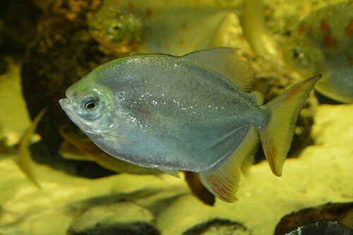 Collared silver dollar (Myloplus torquatus) — Serrasalmidae