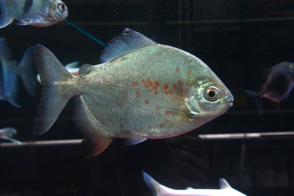 Dolphin Pacu