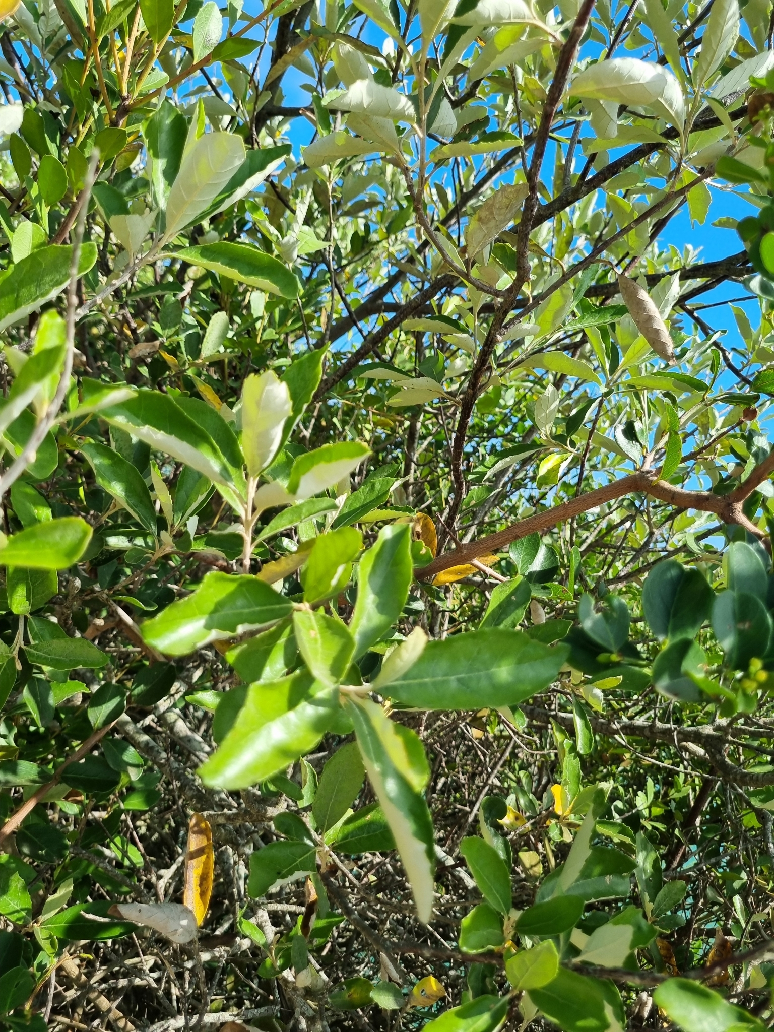 Imagem de Sombra-de-touro