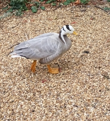 Anser indicus