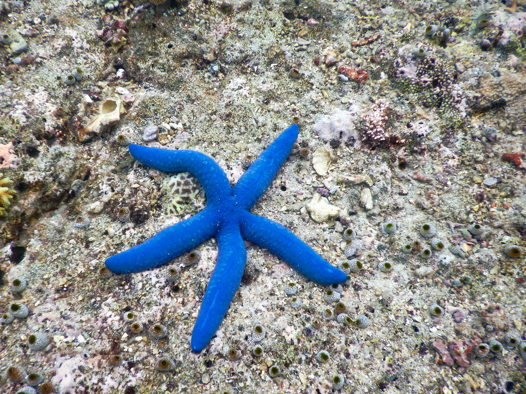 Blue Linckia (Linckia laevigata) - recorded at Inidihang