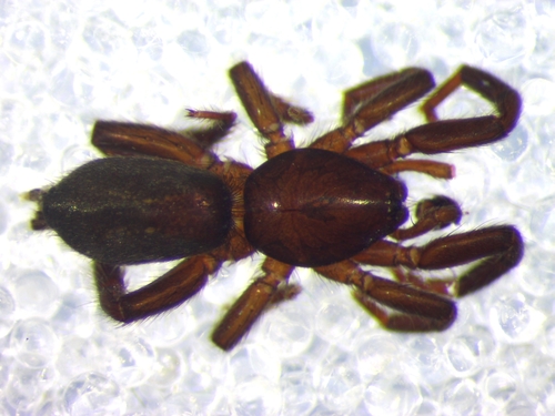 Stealthy ground spider
