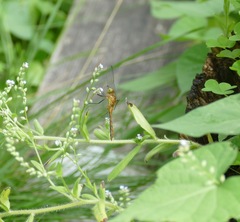 Sympetrum rubicundulum