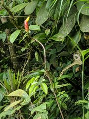 Costus plicatus