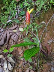 Costus plicatus