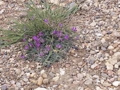 Oxytropis oreophila